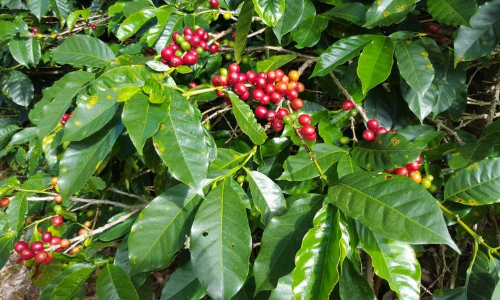 What makes Panama coffee so special?
